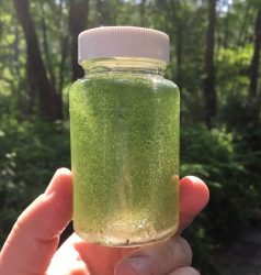 cyanobacteria